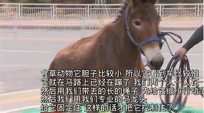 原神成人网站免费在线观看