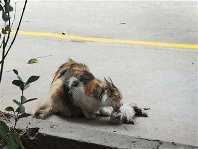 我捡的流浪猫变成人了漫画免费阅读