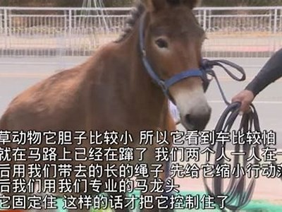 68款成人免费视频在线观看 - 高清流畅无广告